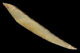 Fossil Shark (Hybodus) Dorsal Spine - Morocco #145380-1